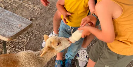 decouverte-des-animaux